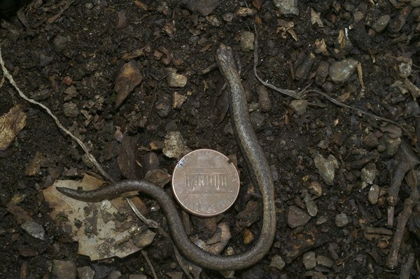 Comment les performances de la carte graphique AMD Radeon RX 6800 XT se comparent-elles à celles de la RX 5700 XT pour le VR gaming ?